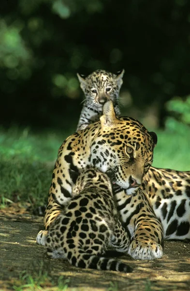 Jaguar Panthera Onca Kvinna Med Unge — Stockfoto