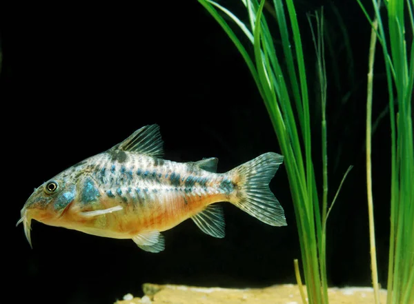 Bronze Cory Bronze Catfish Corydoras Aeneus — Stock Photo, Image