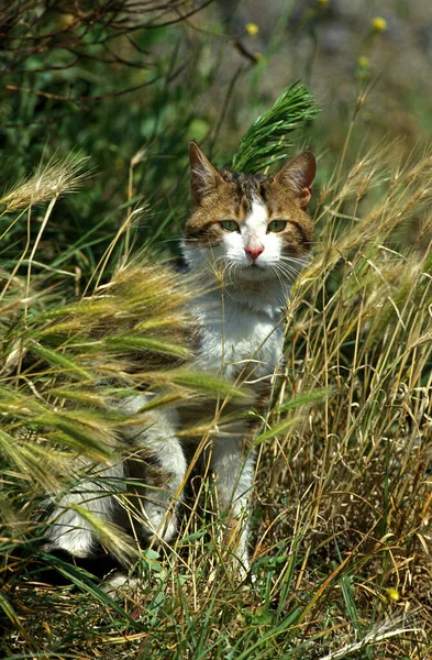 Tabby Marrón Gato Doméstico Blanco Adulto Sentado Hierba Larga — Foto de Stock