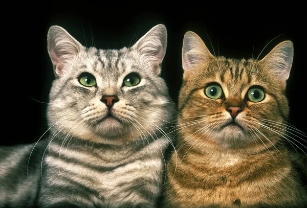 Brown Tabby Silver Tabby Domestic Cat Портрет Взрослых Чёрном Фоне — стоковое фото