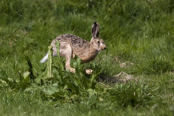 Liebre Marrón Europea Lepus Europaeus Adulto Que Corre Sobre Hierba — Foto de Stock