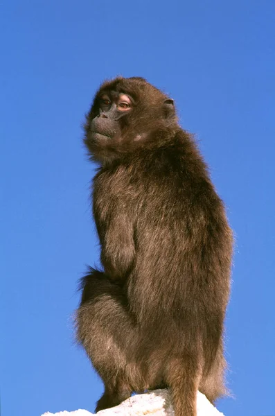Gelada Baboon Theropithecus Gelada Žena Proti Modré Obloze — Stock fotografie