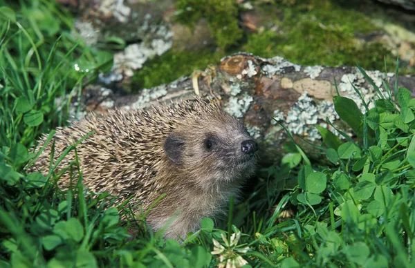 Erizo Europeo Erinaceus Europaeus Pie Sobre Hierba Normandía —  Fotos de Stock