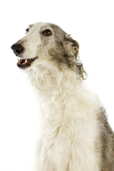 Borzoi Dog Wolfhound Russo Retrato Adulto Contra Fundo Branco — Fotografia de Stock