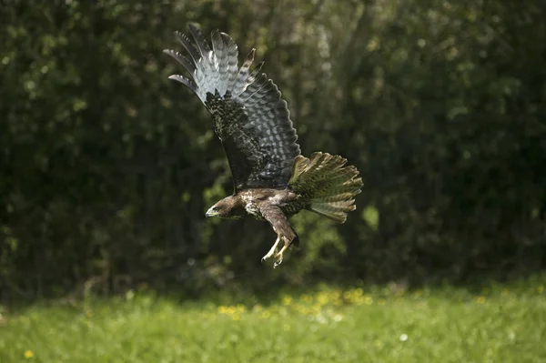 Mäusebussard Buteo Buteo Erwachsener Auf Der Flucht Normandie — Stockfoto