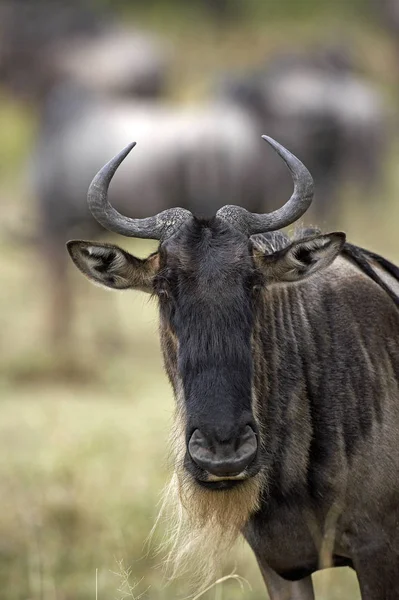 Gnous Bleu Connochètes Taurinus Portrait Adulte Parc Masai Mara Kenya — Photo