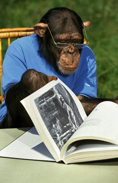 Schimpansen Pantroglodyten Gekleidet Und Ausgebildet Wie Menschen Handeln Ein Buch — Stockfoto