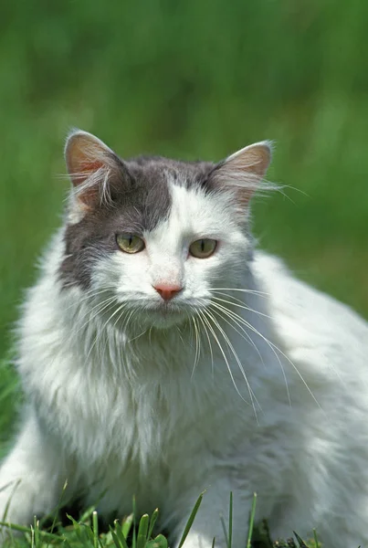 Angora Indenlandsk Kat Voksen Stående Græs - Stock-foto