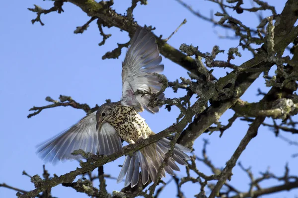 Grive Sifflante Turdus Viscivorus Décollage Adulte Branche Normandie — Photo