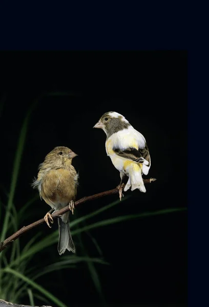 Smet Canary Serinus Canaria Adults Standing Branch Black Background — стоковое фото