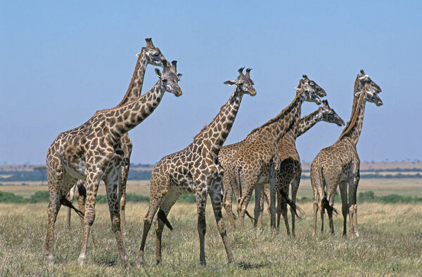 Masai Giraffe, giraffa camelopardalis tippelskirchi, Group walking through Savanna, Kenya
