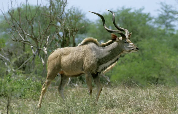 Velký Kudu Tragelaphus Strepsiceros Muž Stojící Bushi Keňa — Stock fotografie
