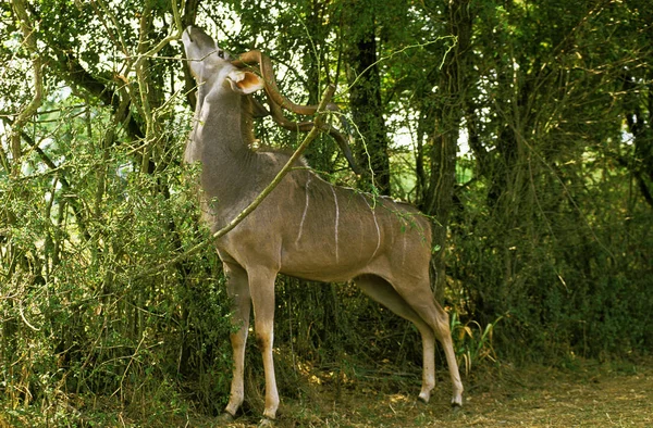 Greater Kudu Tragelaphus Strepsiceros Ramo Alimentação Masculina Bush Quênia — Fotografia de Stock