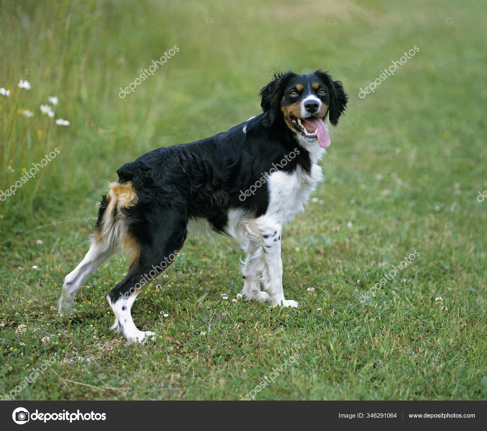 Brittany Australian Shepherd Mix Green Mountain English Shepherds
