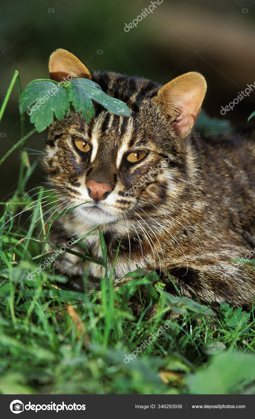 Amur Leopard Cat Siberian Leopard Cat Prionailurus Bengalensis