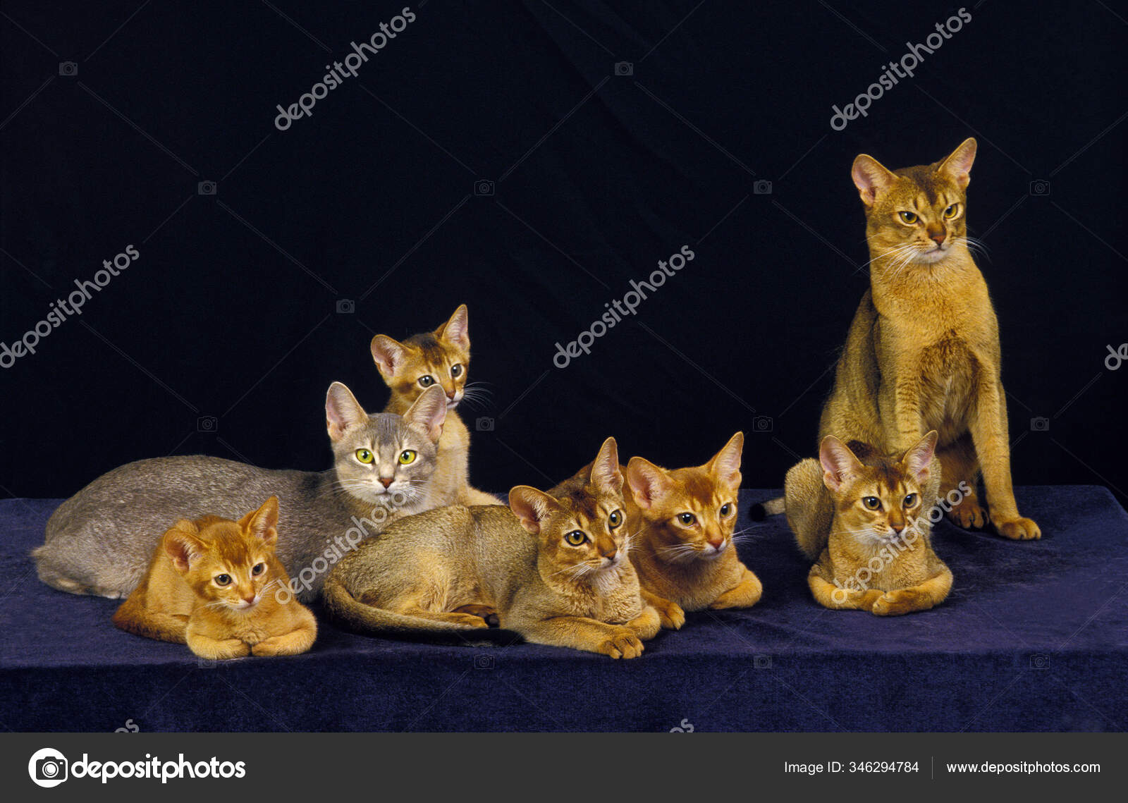 Abyssinian Red Abyssinian Domestic Cat Adults Kittens Standing