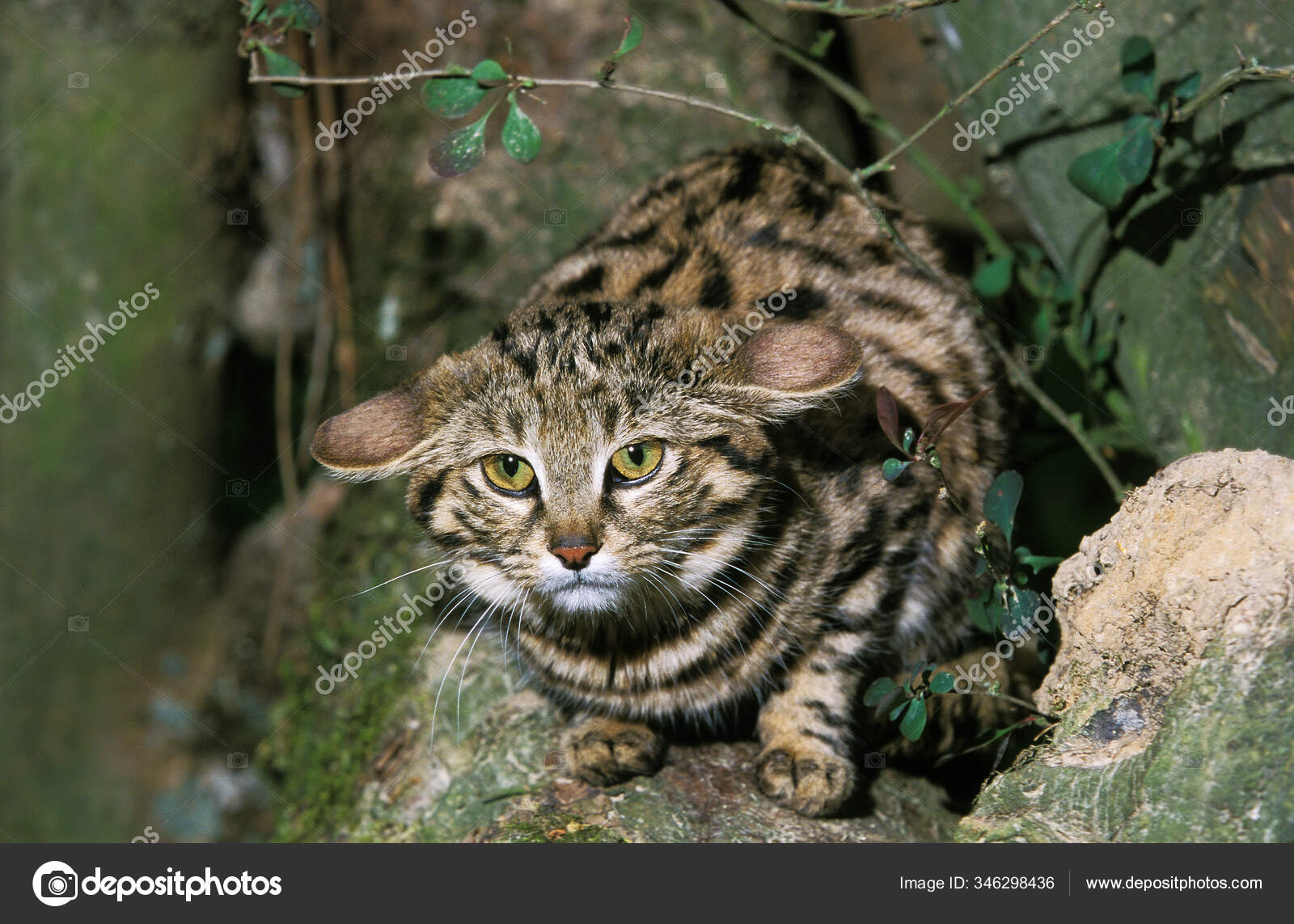 HOT Spotted Cat Black Footed Cat Pet Black Footed Cat Felis