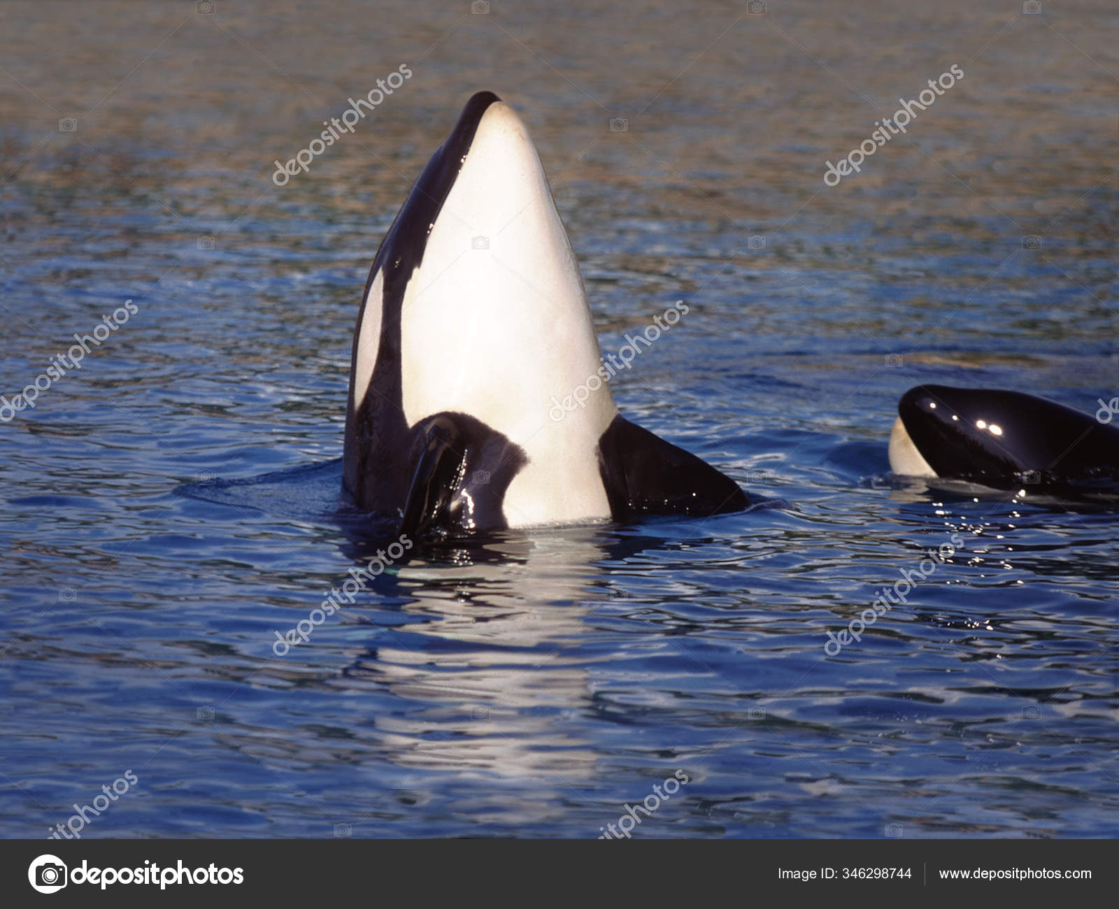 Killer Whale Orcinus Orca Adult Spy Hopping Channel Orca Island Stock Photo C Slowmotiongli