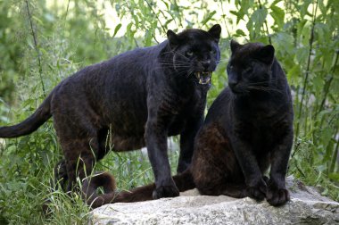 Kara Panter, Panthera pardus, Kaya üzerinde duran yetişkinler  