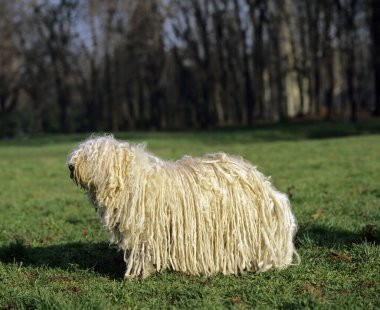 Hungarian Puli Dog, Adult standing on Grass   clipart