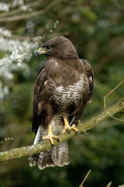 Yaygın Şahin, buteo buteo, Yetişkin Şubesi, Normandiya 