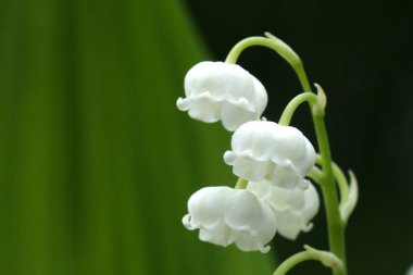 Vadi Zambağı, konvallaria majalis  