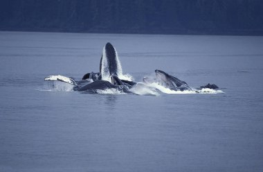 Humpack Whale, megaptera novaeangliae, Group Bubble Net Feeding, Catch Krill, Alaska  
