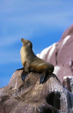 Kaliforniya Deniz Aslanı, zalophus californianus, Kayalıklarda Yetişkin Güneşi, Kaliforniya  