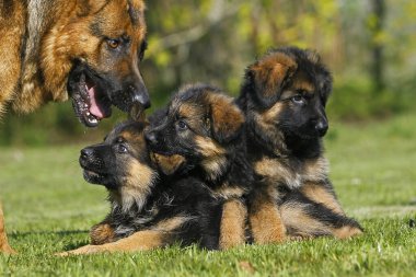 Alman Çoban Köpeği, Yavruları Olan Kadın  