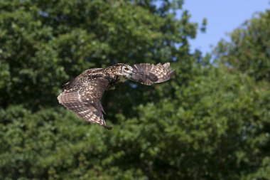 Cape Eagle Baykuşu, bubo capensis, Yetişkin Uçuşu  