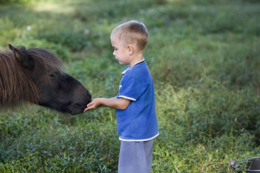 Çocuk Falabella Midillisini besliyor, Normandiya  