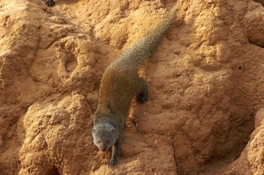 Cüce firavun faresi, helogale parvula, Termite Tepesi 'nde duran yetişkin, Kenya' daki Masai Mara Parc 