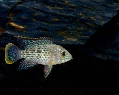 Yeşil Terör, Rivulatus eşitliği, Yetişkin  