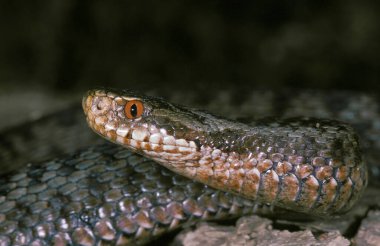 Engerek, Vipera berus, Venemous Specy  