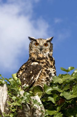 Cape Eagle Baykuşu, bubo capensis, Ağacın tepesinde duran Yetişkin 