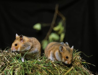 Altın Hamster, mezozetus auratus, Çimenlerin üzerinde duran yetişkinler.  