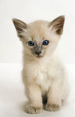 Balili Evcil Kedi, Kedicik Beyaz Arkaplana Karşı   