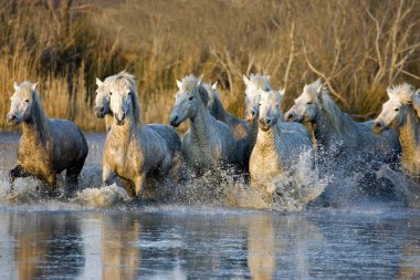 Camargue Atları, Herd Bataklıkta, Saintes Marie de la Mer Güney Fransa 'da   