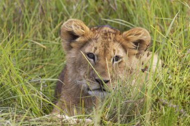 Afrikalı Aslan, Panthera Leo, Yavru Long Grass 'ta yatıyor, Kenya' daki Masai Mara Parkı  
