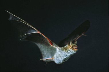 Fare Kulaklı Yarasa, miyot miyoti, Kara Arkaplan 'a karşı Uçan Yetişkin  