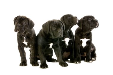 Cane Corso, italyadan bir köpek üreticisi, Yavrular beyaz arka planda oturuyor  