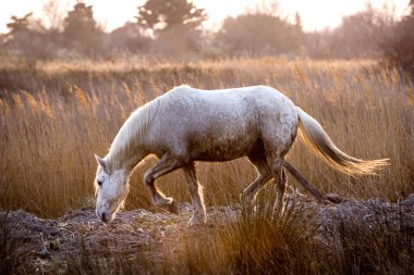Camargue At, At Bataklıkta, Saintes Marie de la Mer Fransa 'nın güneydoğusunda  