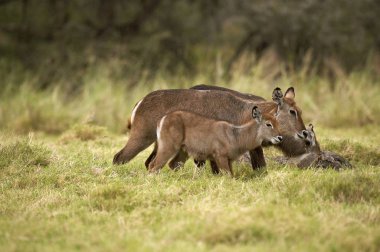 Sıradan Waterbuck, kobus ellipsiprymnus, Kenya 'da Çimlerin üzerinde Genç Bir Kadın  