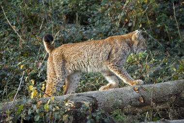 Sibirya Vaşağı, vaşak Wrangeli, Yetişkin Dalı  