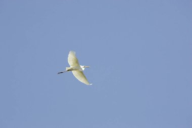 Büyük-Beyaz Akbalıkçıl, Casmerodius albusu, Uçan Yetişkin, Venezuela Los Lianos  