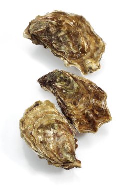 Fransız İstiridyesi Marennes d 'Oleron, ostrea edulis, Deniz Ürünleri 065173 Gerard LACZ Resimlerine Karşı 