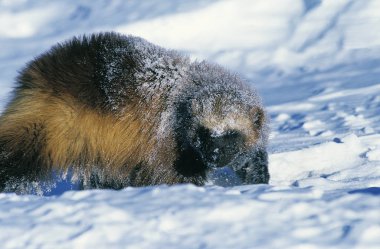 Kuzey Amerika Wolverine, gulo gulo luscus, Yetişkin karla kaplı, Kanada  