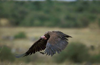 Lappet Face Vulture, torgos tracheliotus, Adult in Flight, Masai Mara Park, Kenya  