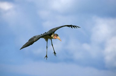 Marabou Stork, leptoptilos crumeniferus, Uçan Yetişkin, Tanzanya 