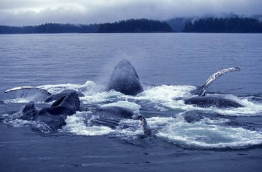Humpack Whale, megaptera novaeangliae, Group Bubble Net Feeding, Catch Krill, Alaska  